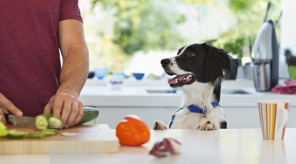 Shops can dogs eat banana peppers