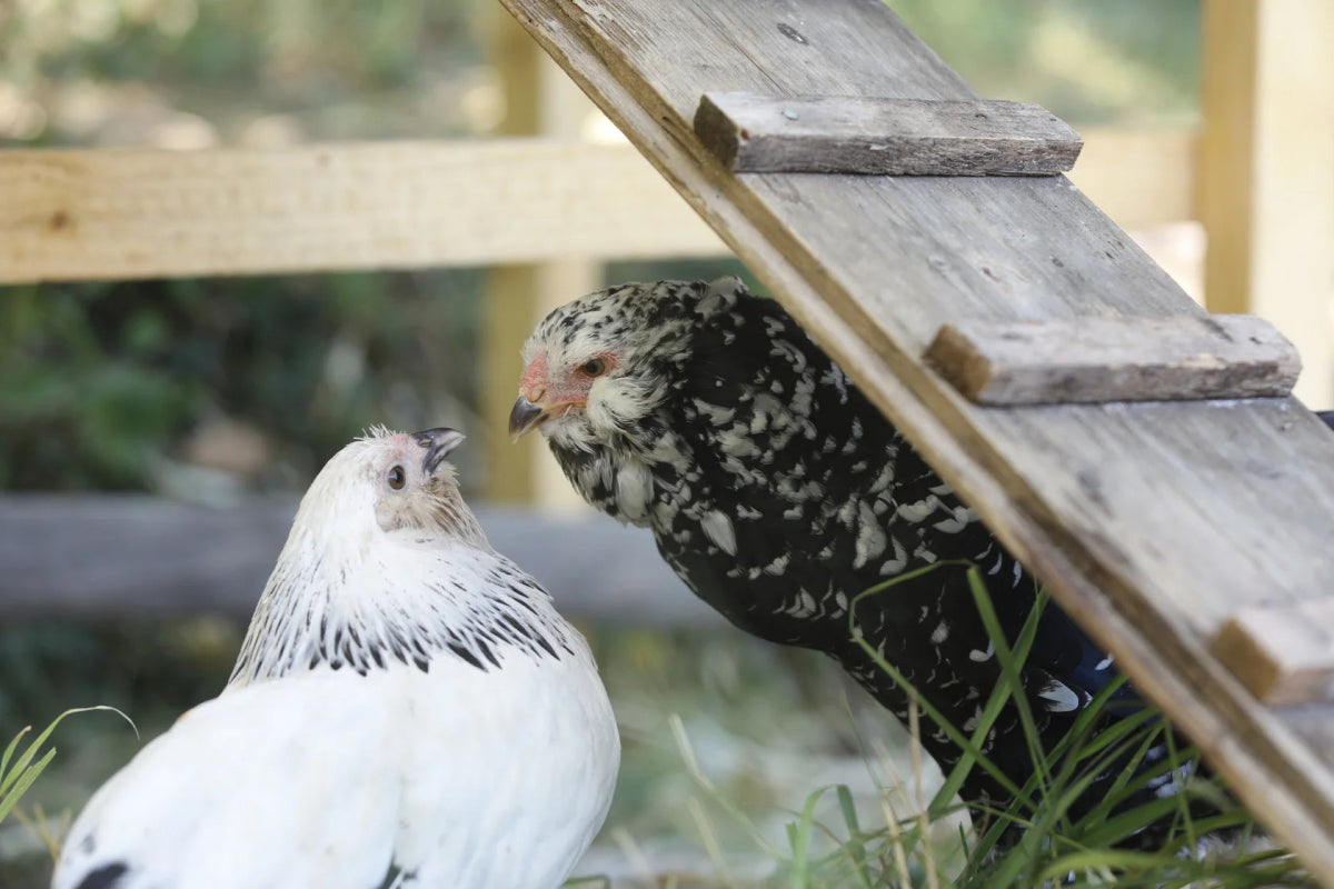 Hackordnung bei Hühnern: Alles, was Du als Halter wissen musst - AniForte