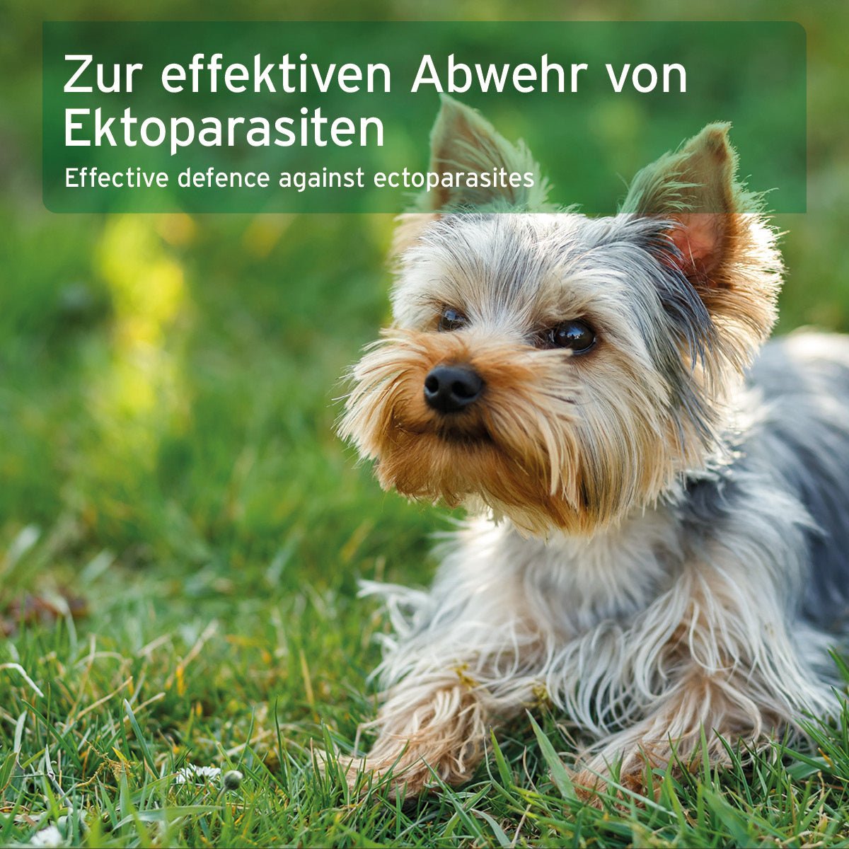 Ectoprotex Spot - on für Hunde - AniForte