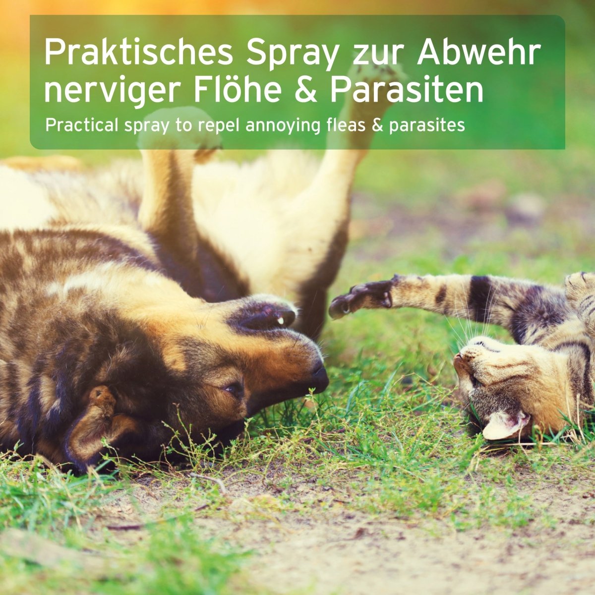 Floh - EX Spray - AniForte