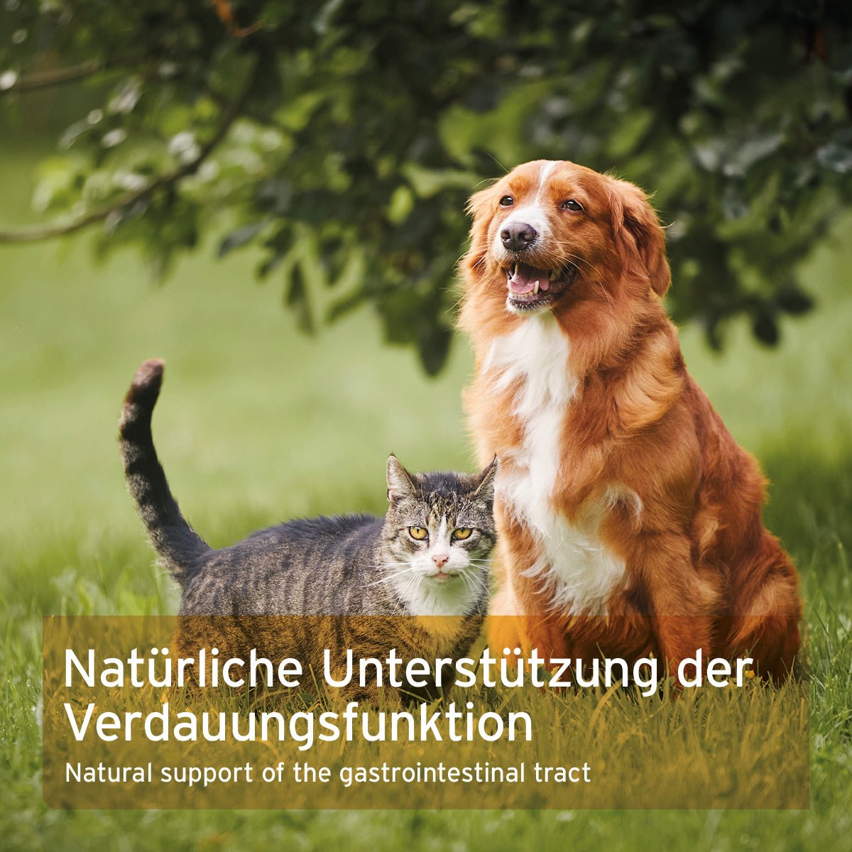 Flohsamenschalen sorgt für natürliche Unterstützung der Verdauungsfunktion bei Hunden und Katzen