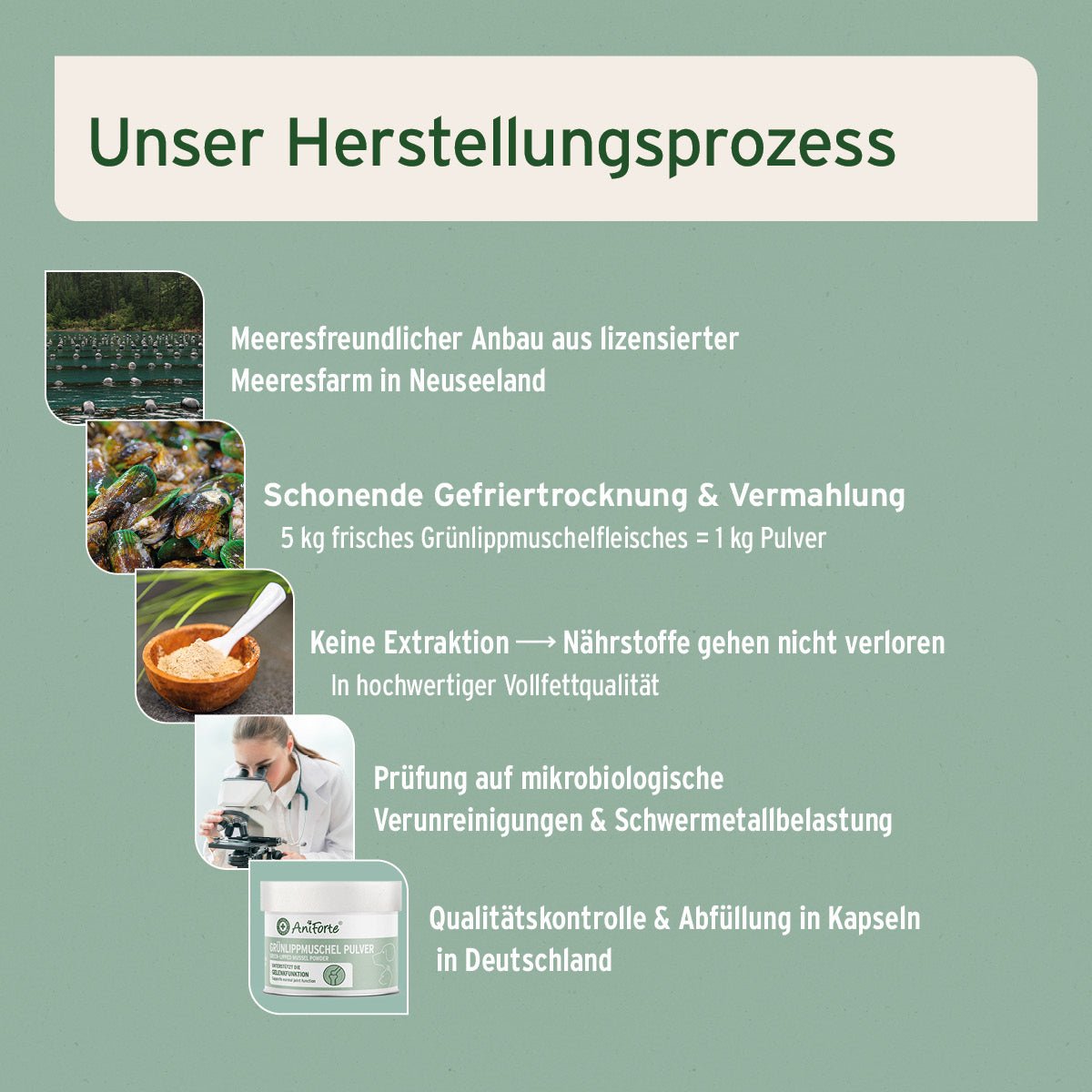 Grünlippmuschelpulver hergestellt in Neuseeland aus mariner Zucht, schonend gefriergetrocknet und ohne Extraktion gemahlen, um Nährstoffverluste zu vermeiden, frei von Verunreinigungen und Schwermetallen, Qualitätskontrolle in Deutschland