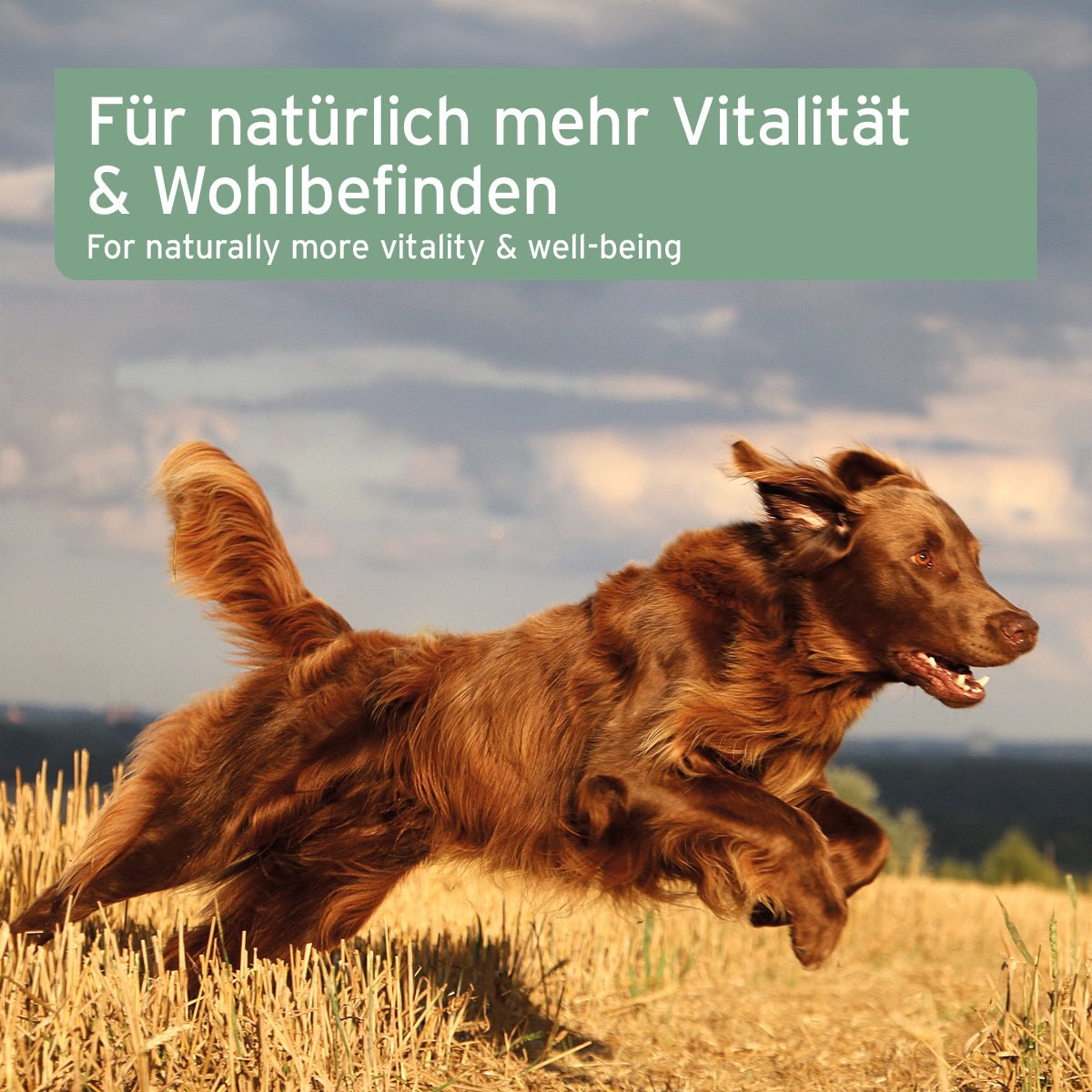 Lachsöl als Ergänzung für natürlich mehr Vitalität & Wohlbefinden im Hunde-, Katze- und Pferdeleben