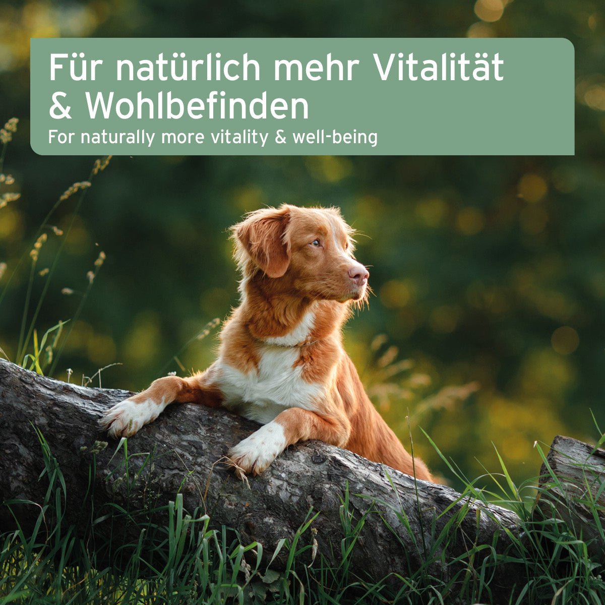 Lebertran für mehr natürliche Vitalität und Wohlbefinden bei Hunden und Katzen