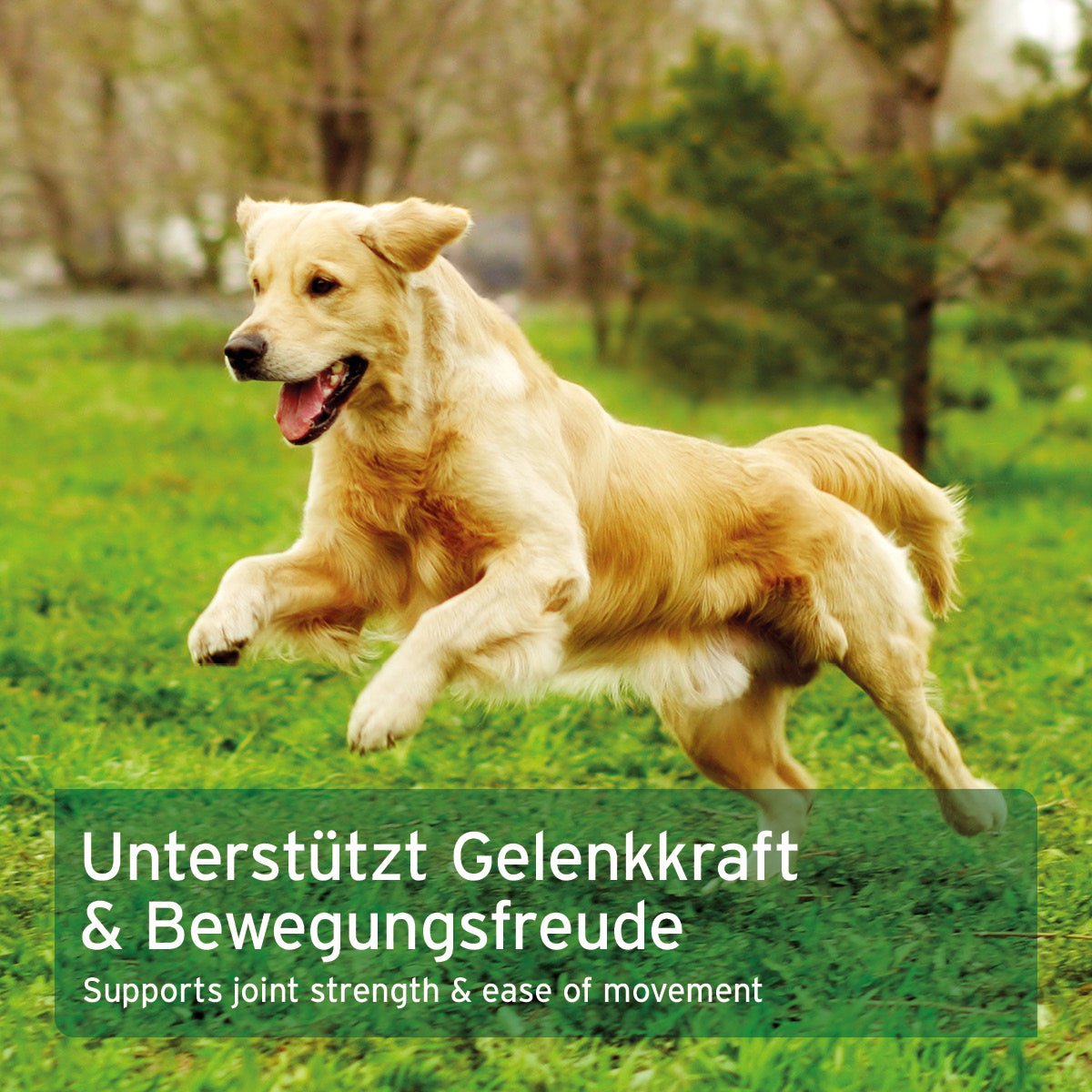 MSM Pulver für Hunde & Katzen - AniForte