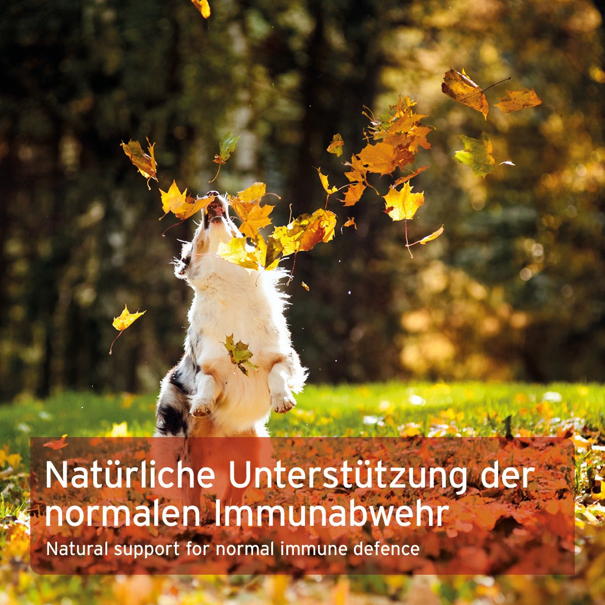 Premium Colostrum - AniForte