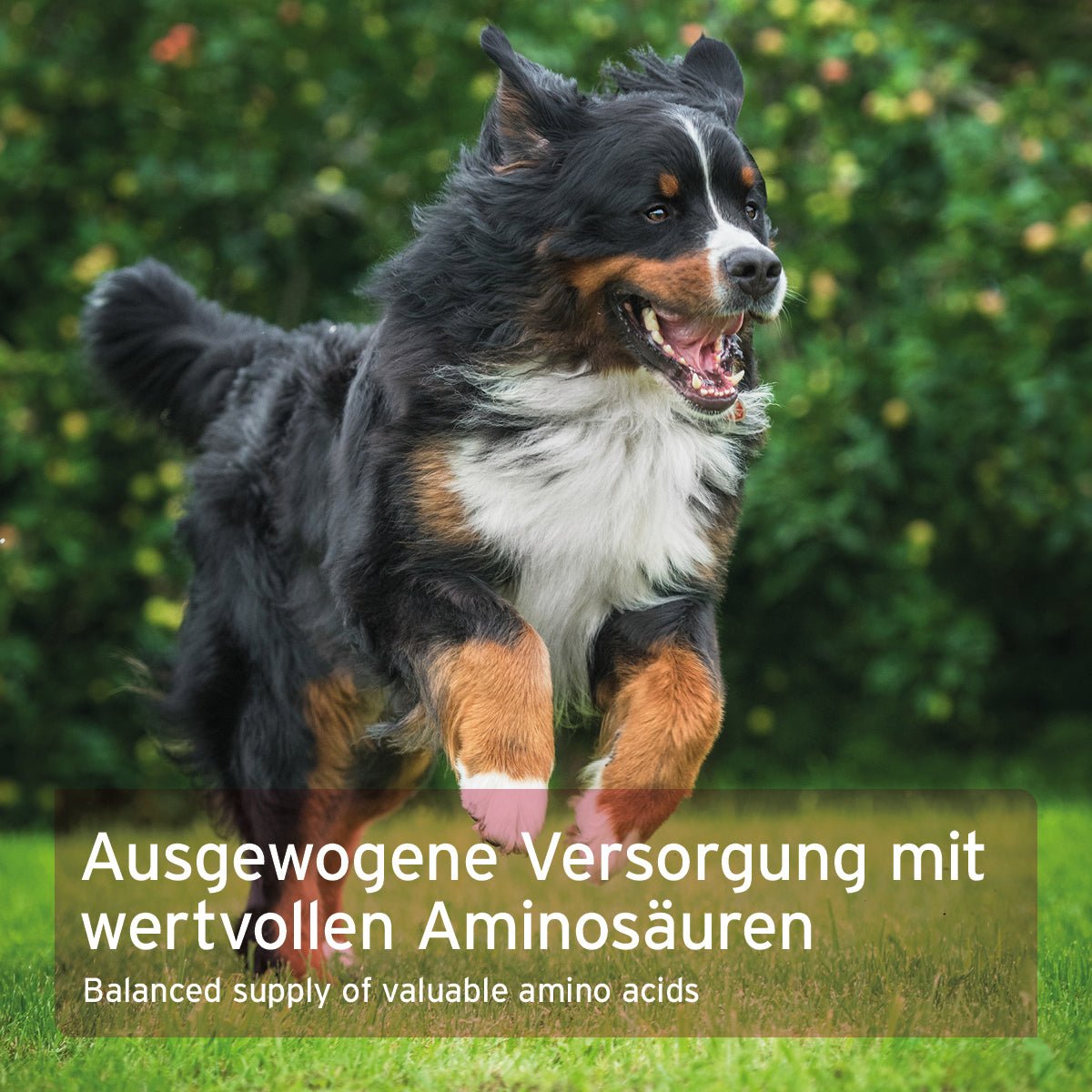 Taurin Pulver für Hunde - AniForte