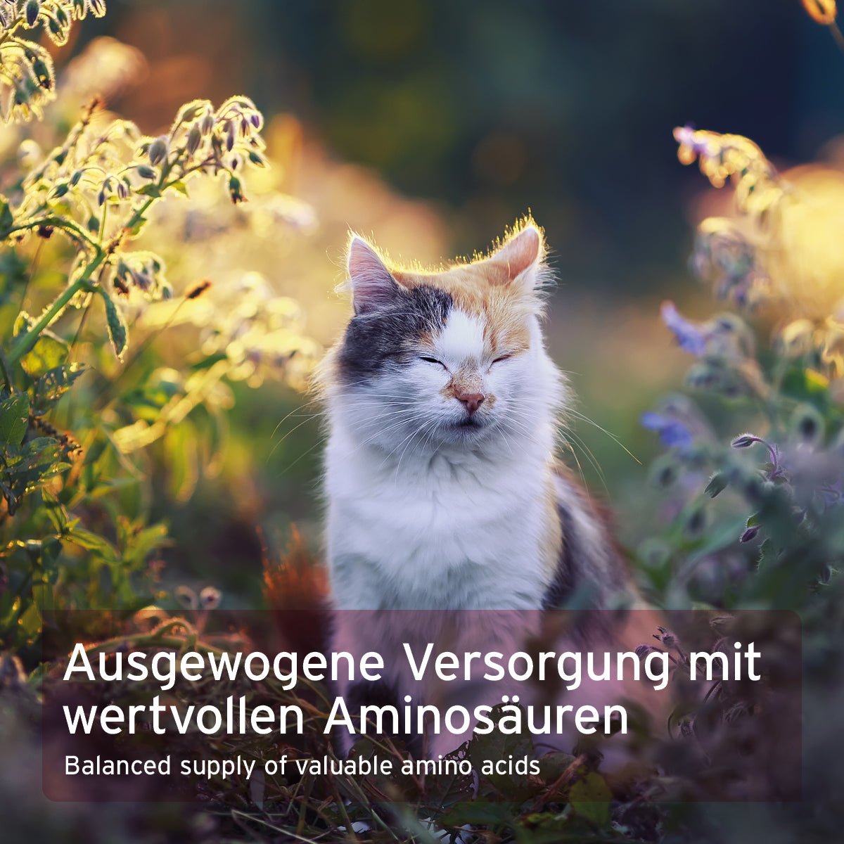 Taurin Pulver für Katzen - AniForte