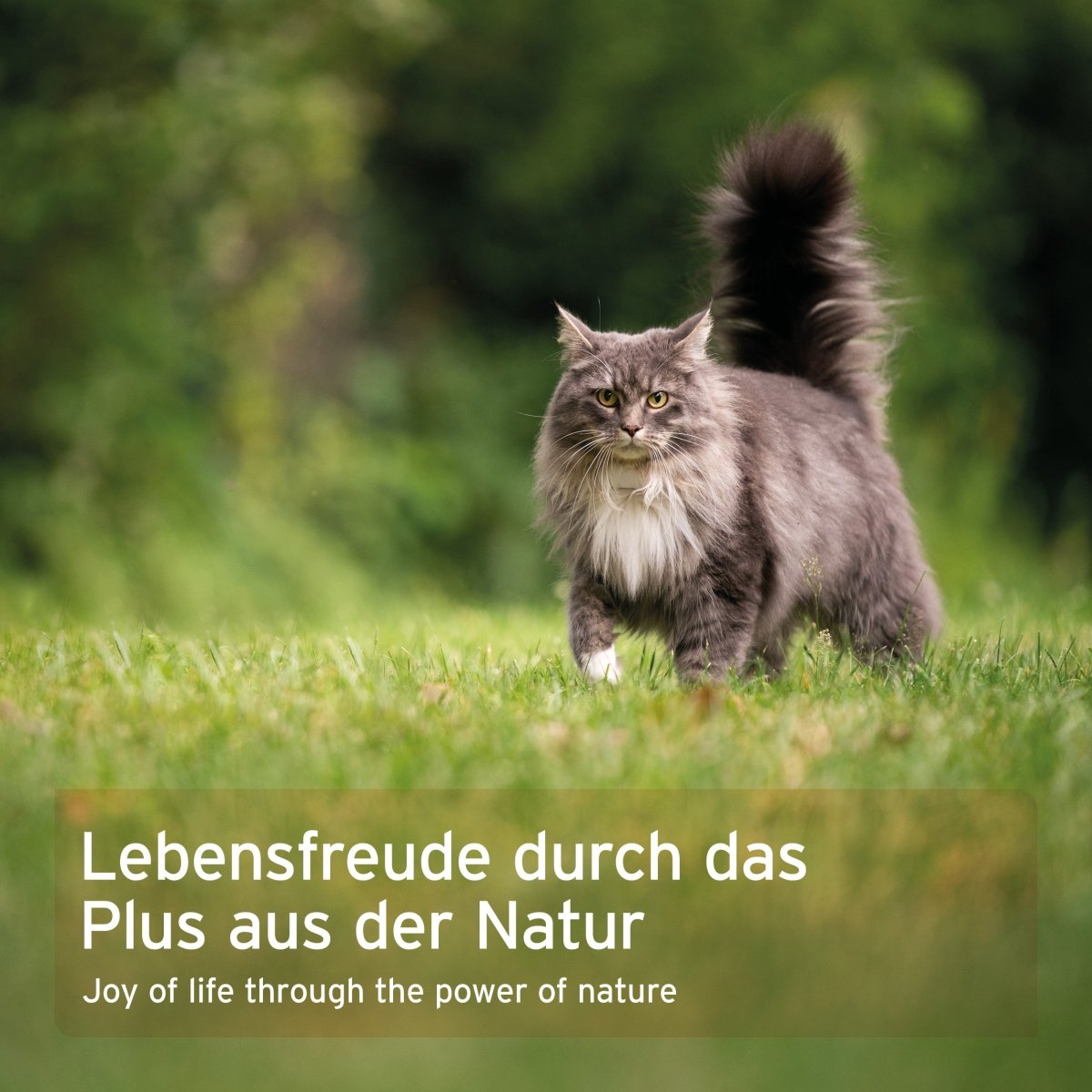 WermiX für Katzen - AniForte